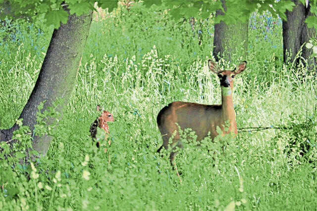 Ross commissioners exclude parks in seeking state permit for deer cull ...