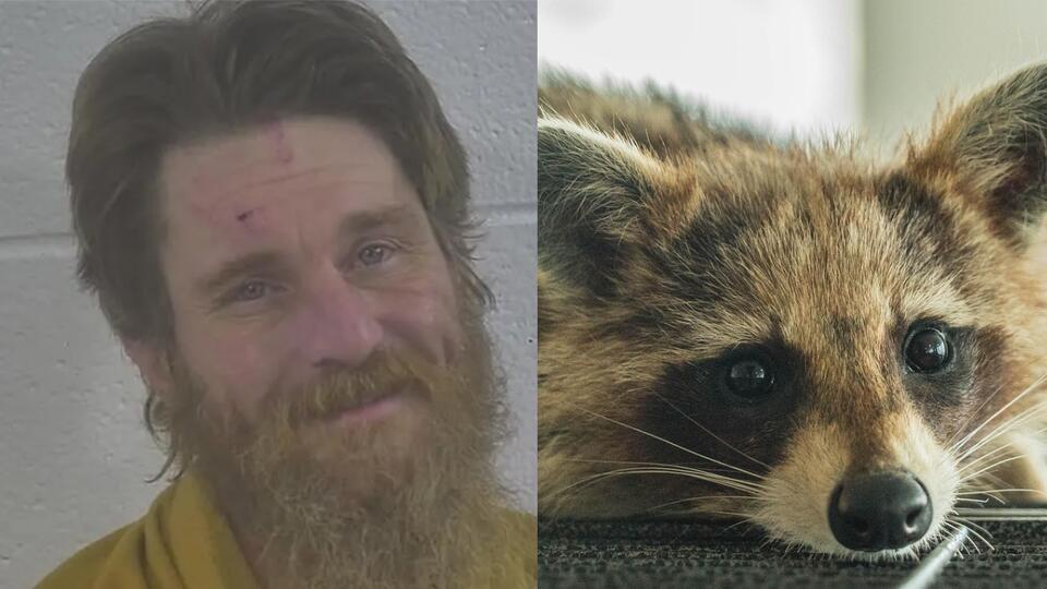 Kentucky Man Releases Raccoon Into Bar After Being Banned — Employee ...