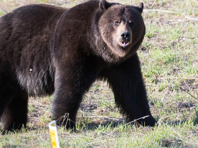 Virginia father of 5 hit by bear falling from tree during hunting ...