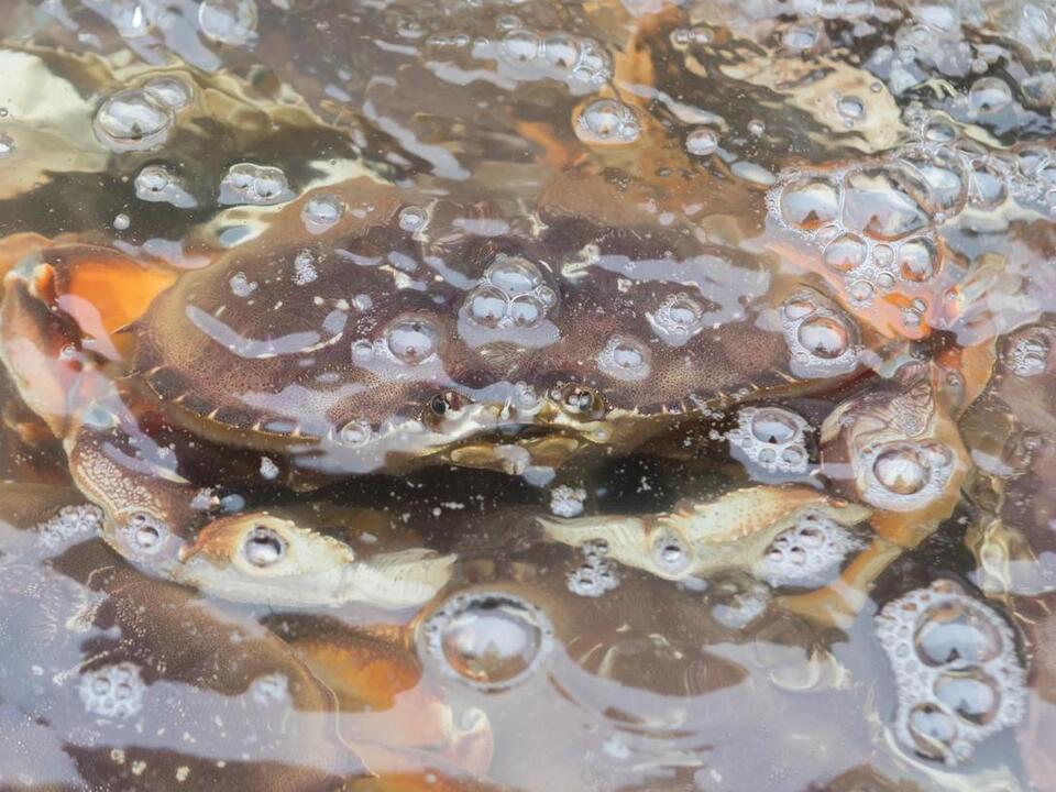Here’s Where to Buy Fresh Dungeness Crabs in San Francisco