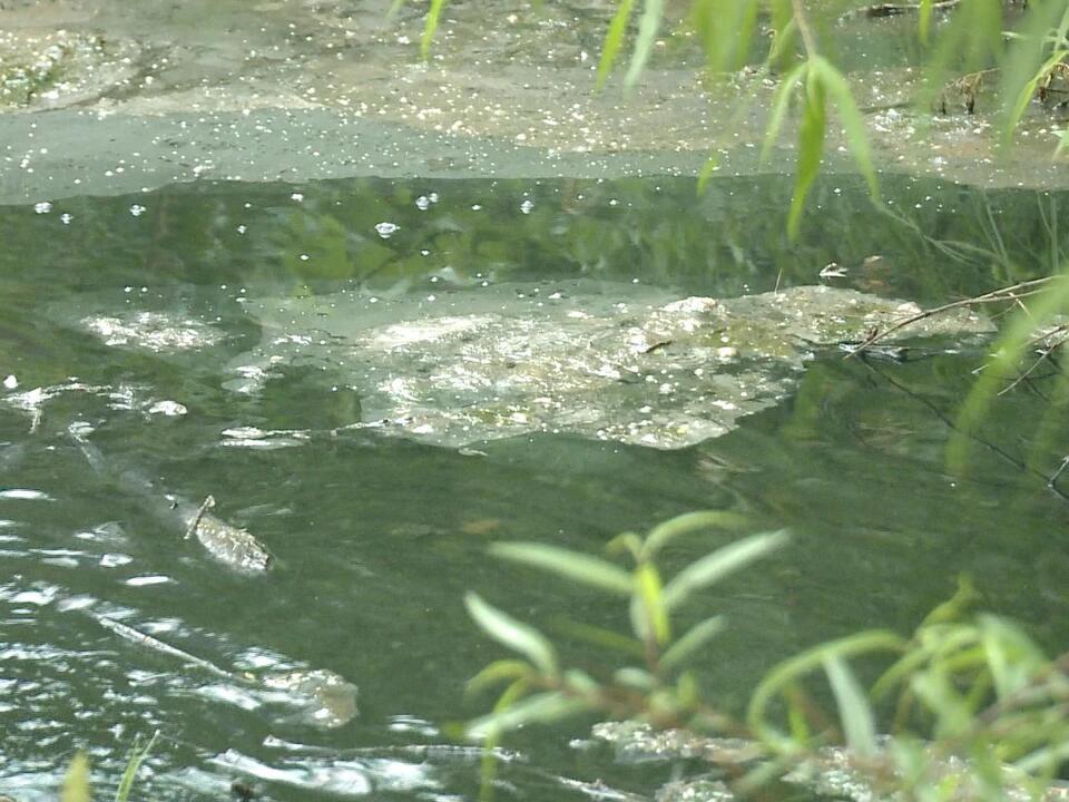 Sewage Spill Causing Health Concerns In Dallas Co