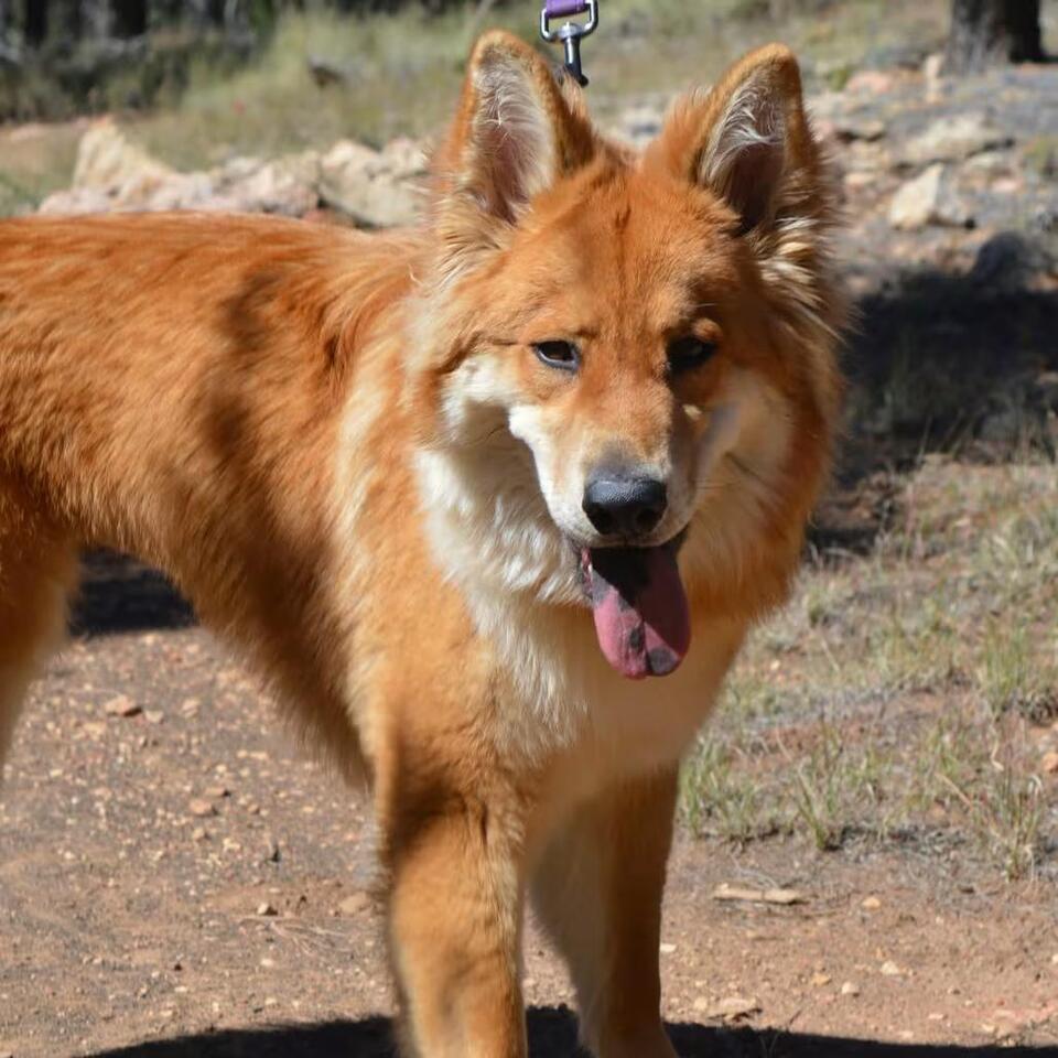 🐶 Playful & Loyal Dogs Waiting for Adoption in Flagstaff - NewsBreak