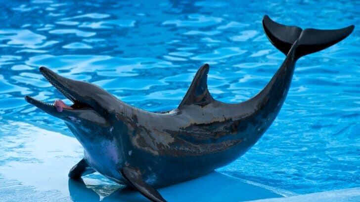 The Truth About Dolphin “Smiles” and Human Emotion