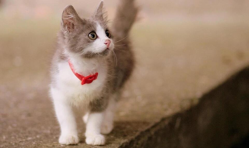 10 Signs You’ve Created a Cat-Friendly Life Without Realizing It ...