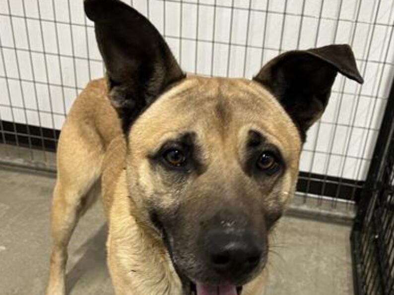 City of Fresno Deadline Approaches for NonProfit Animal Rescue Grant