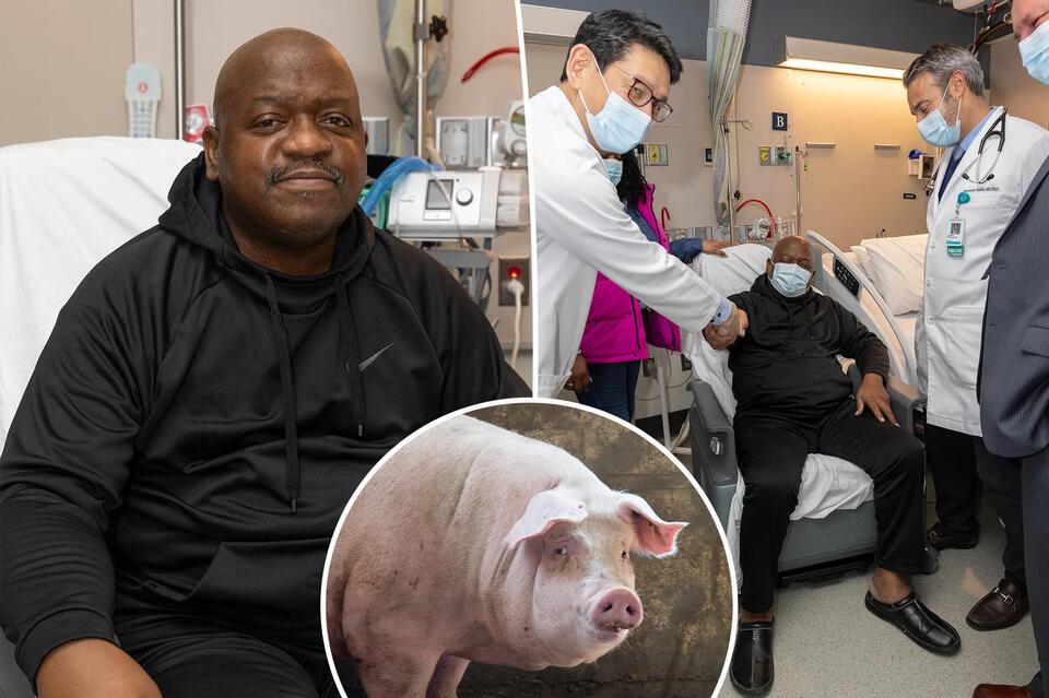 Man leaves hospital with clean bill of health after receiving pig ...