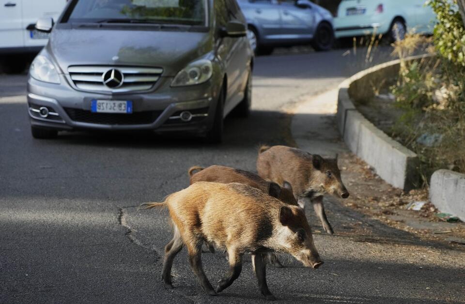 35 Facts About Wild Boars In Rome - NewsBreak