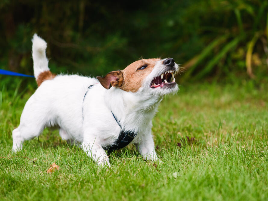 Why Does My Dog Bark at Other Dogs? 10 Vet Reviewed Reasons Explained