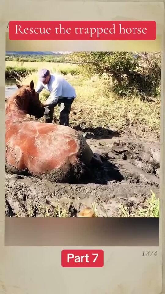 Rescue the trapped horse animals animalsoftiktok horse 19841 ...