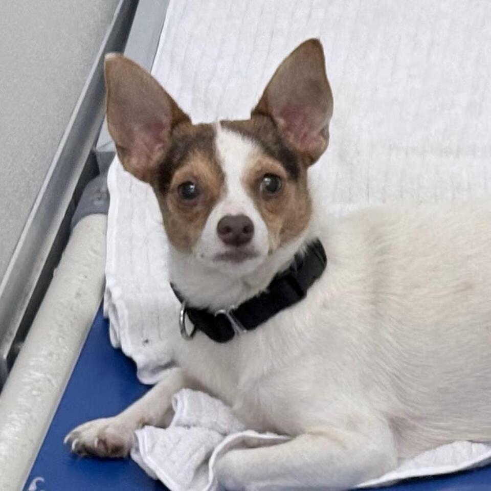 🐶 Playful, Gentle & Senior Dogs Ready for Adoption in Tacoma - NewsBreak