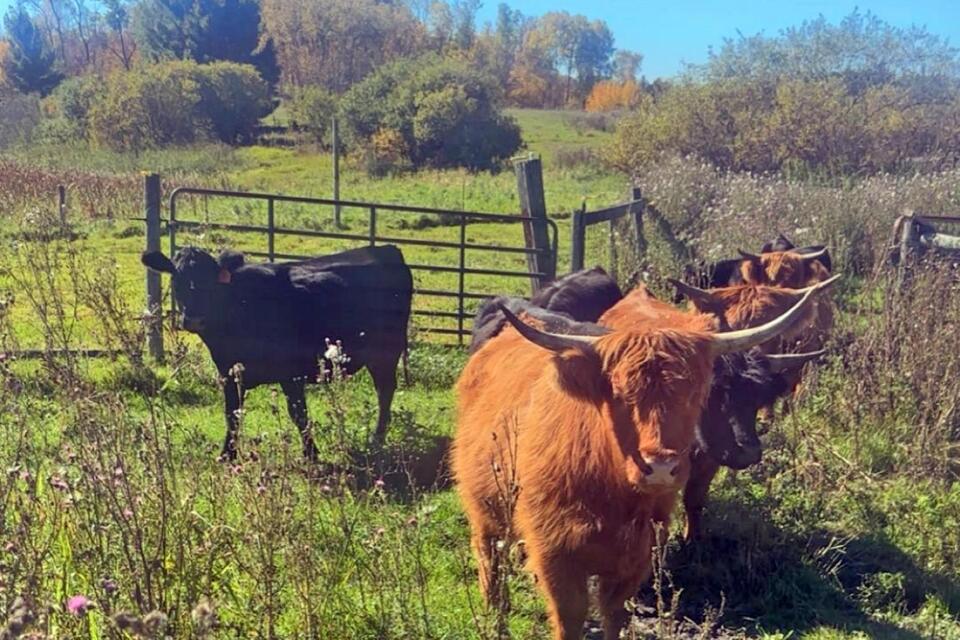 Theft of entire cattle herd near Park Rapids reported - NewsBreak