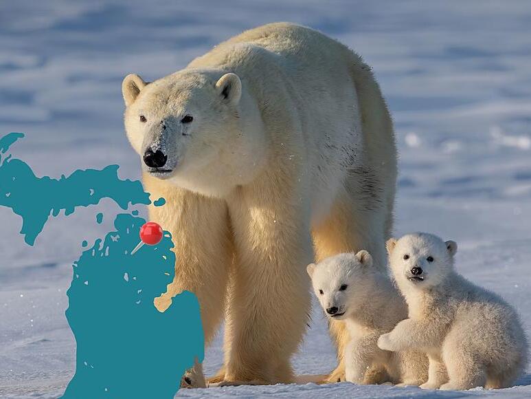 Gaylord Group Tricked Into Thinking Polar Bears Were Spotted There In