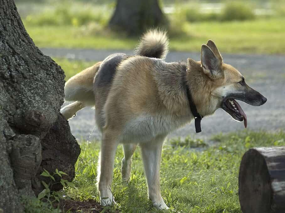 6 Methods for Getting Rid of Dog Urine Smell Outside Naturally