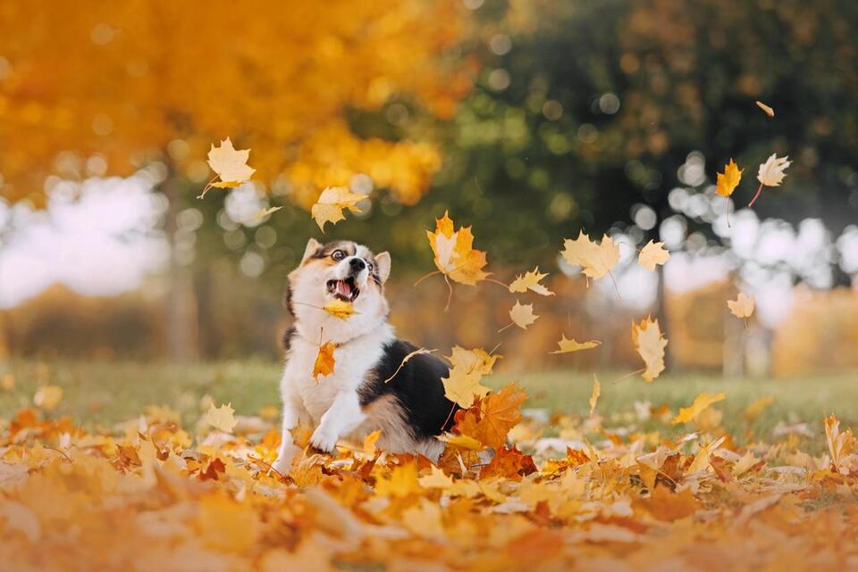 Mostly sunny if a little warm for first weekend of fall - NewsBreak