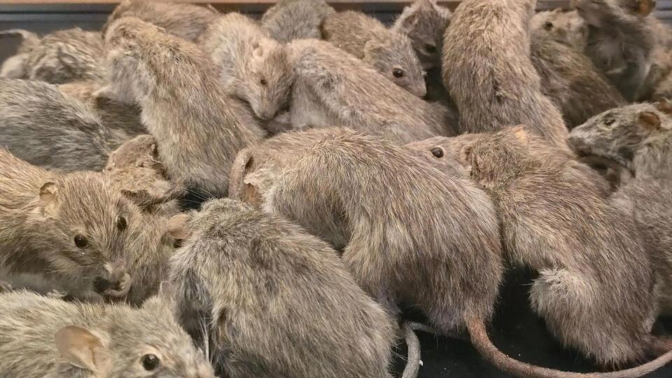 Quebec City residents outraged after spotting rats swarming unhoused ...