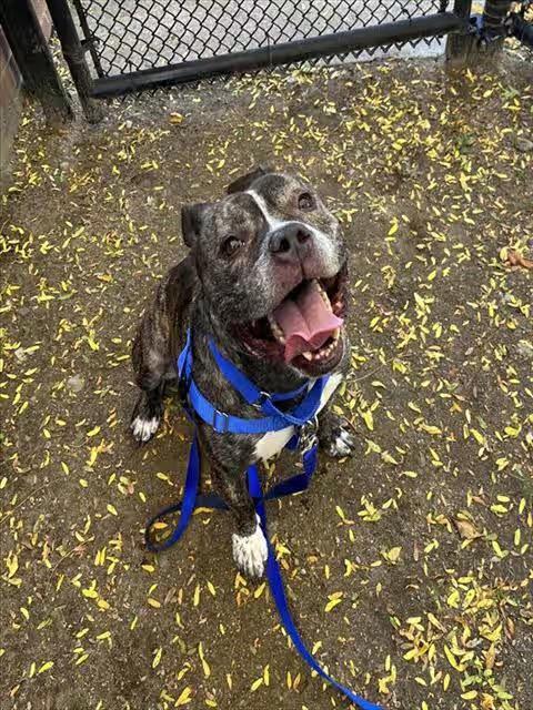 🐶 Playful & Loving Dogs Waiting for Adoption in Boston - NewsBreak