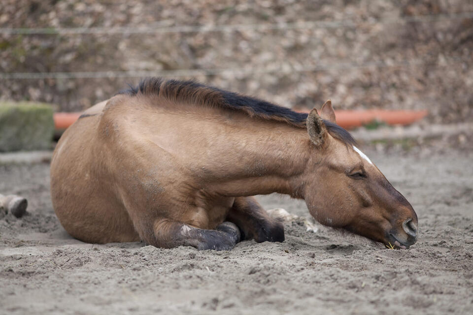 Choosing the Right Supplement for Your Horse