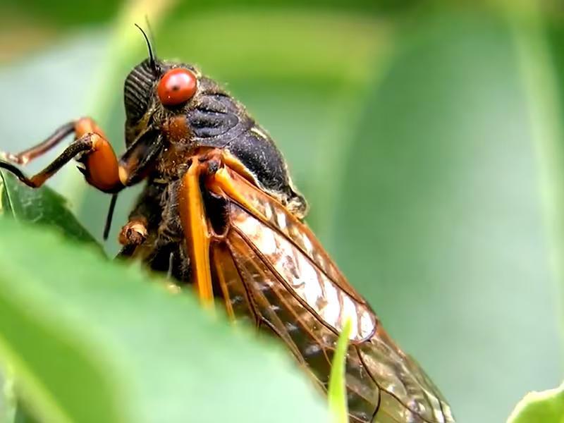 Cicadas may swarm around southern Virginia this spring