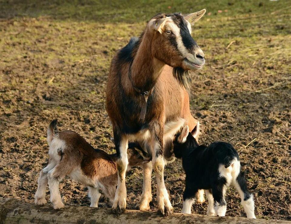 Scrapie Eradication Program in Delaware: Rules Every Sheep and Goat Owner Must Know