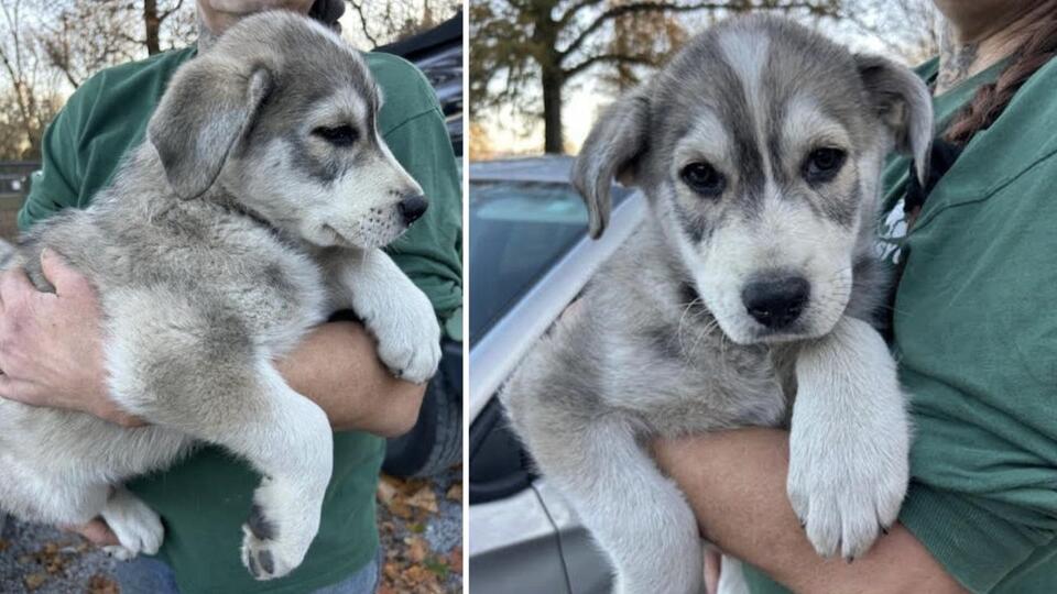 8-Week-Old Puppy Born in Rescue Care is Now Looking For Love - NewsBreak