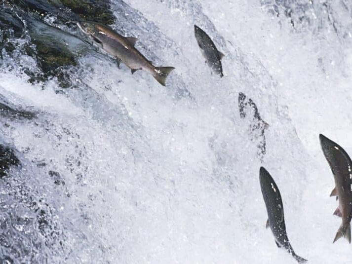 Trout vs. Salmon: The Key Differences Explained