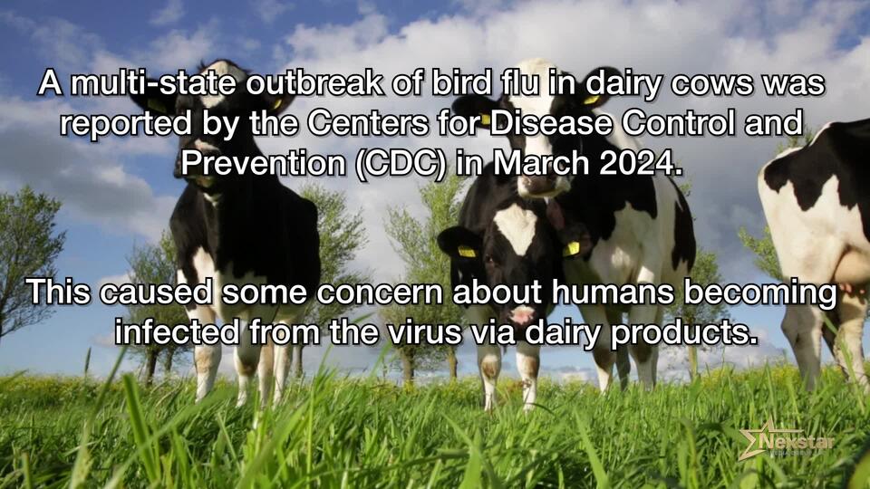 Second type of bird flu found in US dairy cows - NewsBreak