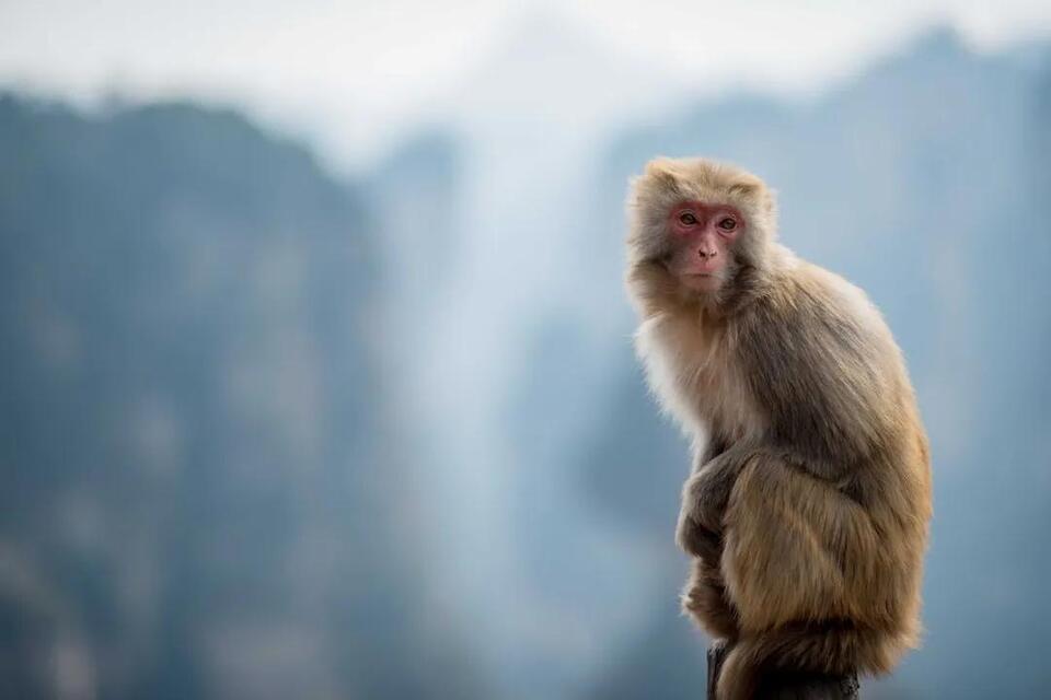 Is It Legal to Own a Monkey in Maryland? What the Law Actually Says ...