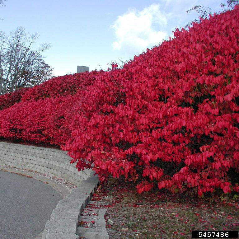 ⚠️ Purdue warns popular burning bush shrub is invasive - NewsBreak