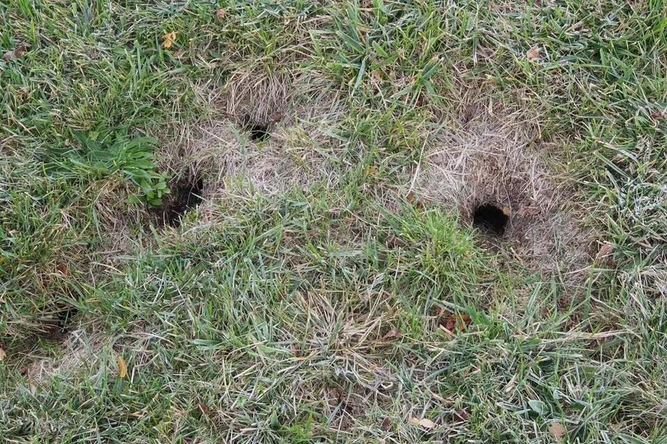 What Are Those Flat, Mysterious Holes That Suddenly Appear in Your Yard ...