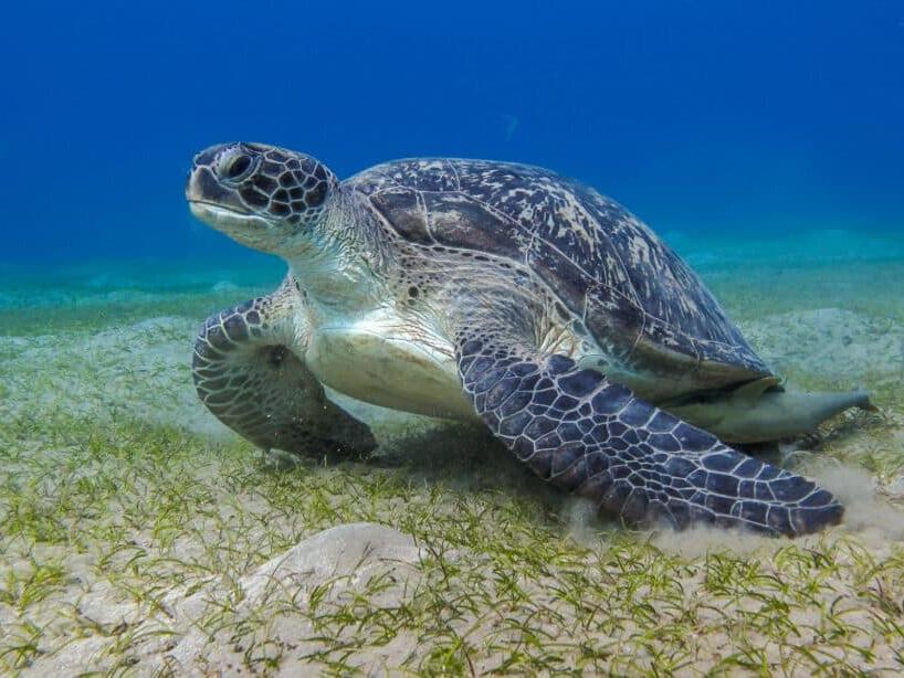 What Do Green Sea Turtles Eat?