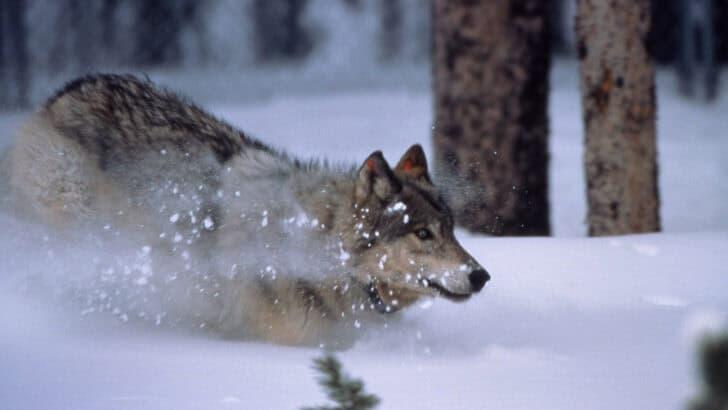 How Wolves Changed Yellowstone’s Ecosystem—For the Better - NewsBreak