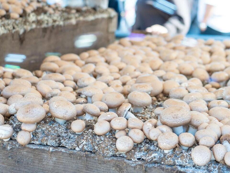 Mushroom festival marks 25th year - NewsBreak