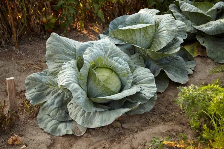 Add to Your Menu From the Cabbage Patch - NewsBreak