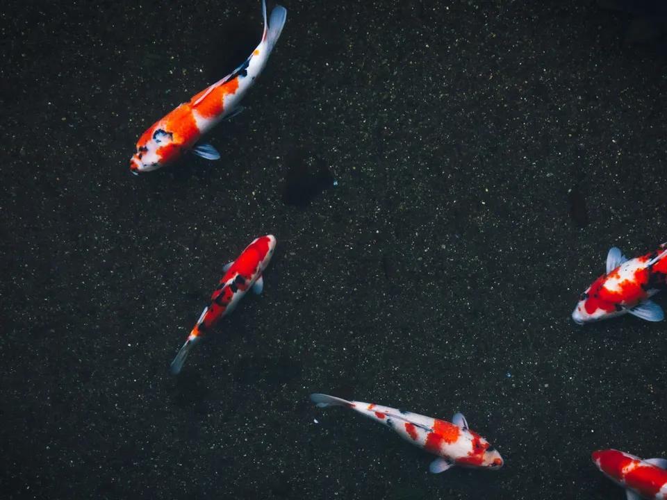 Some Fish Evolve To Lay Eggs in Response to Predation