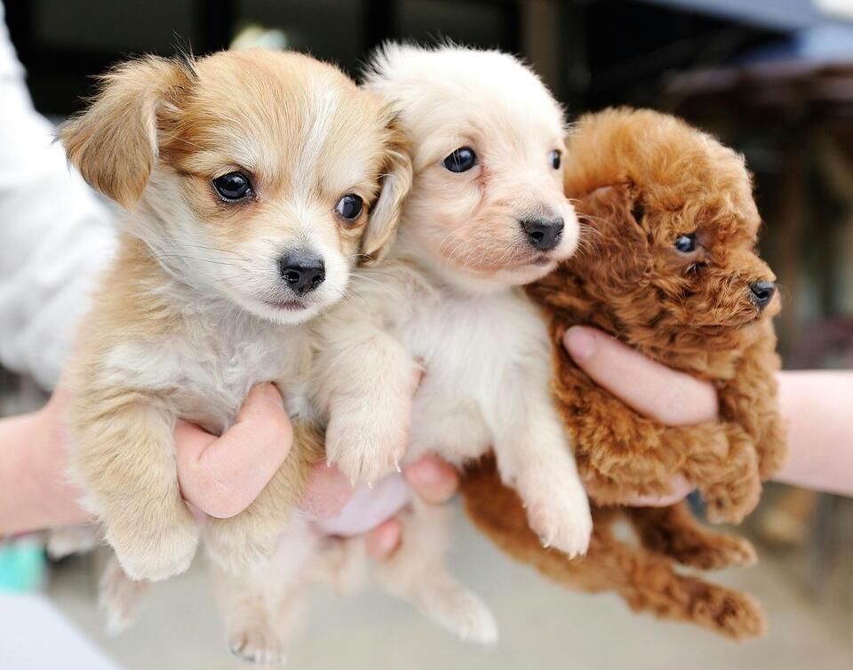 these-are-now-the-3-most-popular-dog-names-in-wisconsin-newsbreak