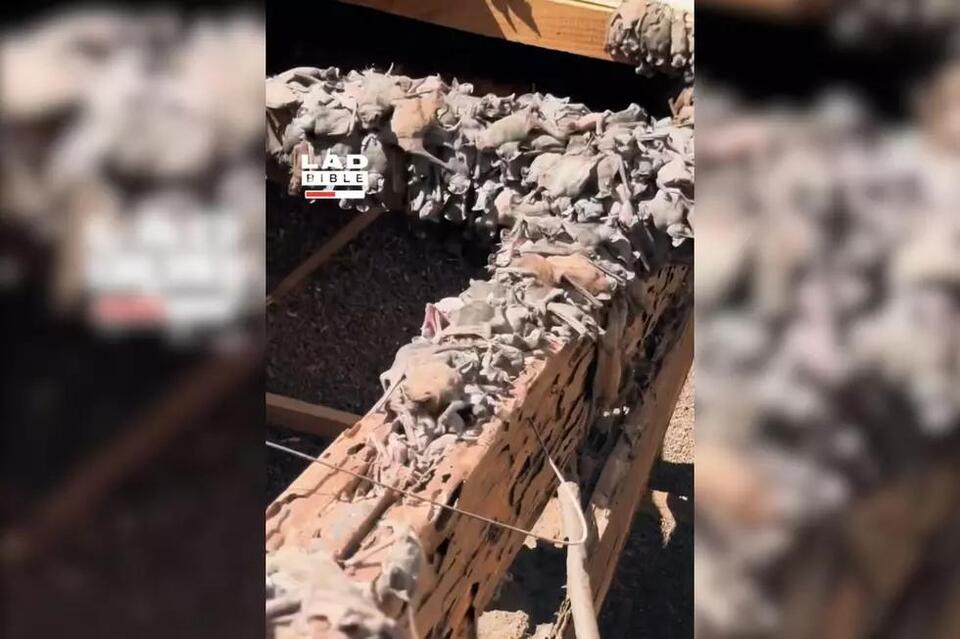 Homeowner Discovers Hundreds of Bats Nesting Beneath Roof - NewsBreak