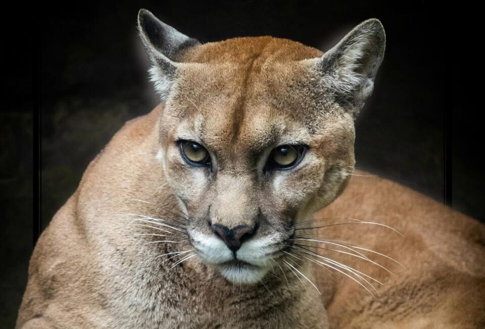 Yakima Police Department Issues Public Warning After Confirmed Cougar ...