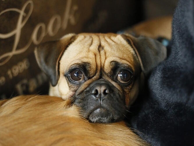 Dog Eye Bulging Causes, Treatment, and Prevention