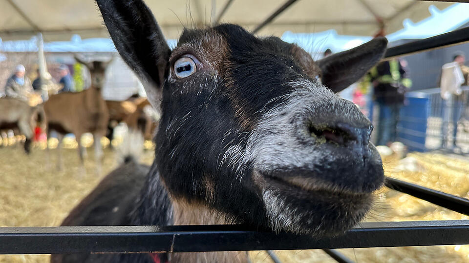 Goat races and good times: Louisville’s NuLu Bock Fest returns to ESPN’s The Ocho
