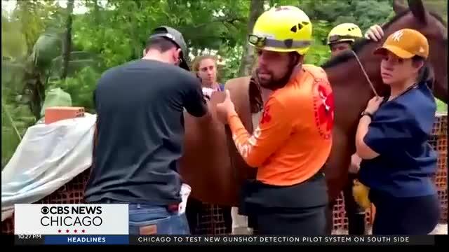 Horse rescued after getting stuck on roof in Brazil - NewsBreak