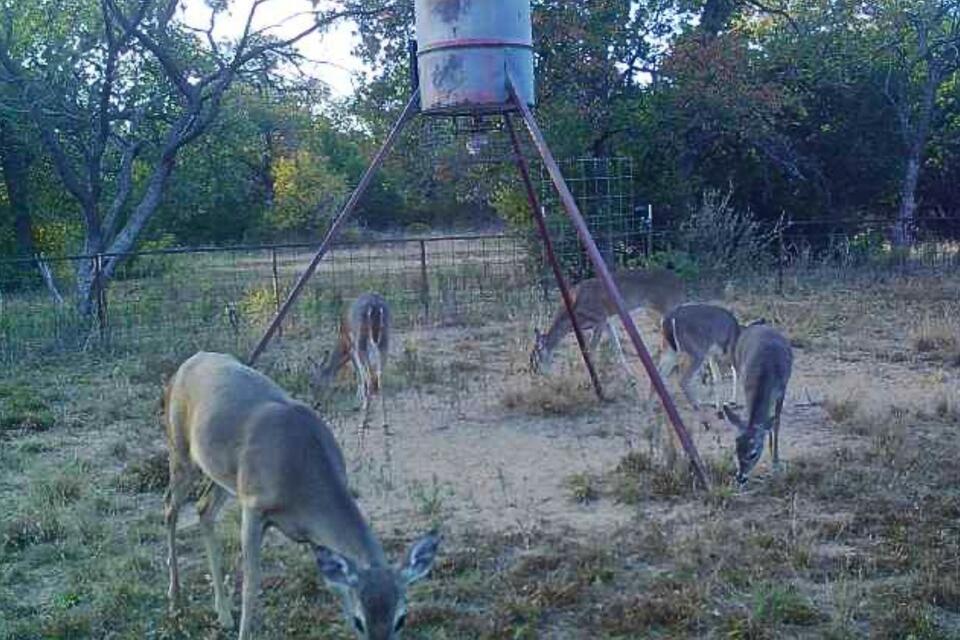 Rut Season Brings Bucks Into Range. Wind Direction And Timing Matter ...