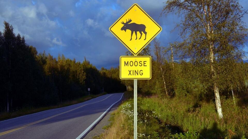 Massive Moose Caught on Video Near New York-Connecticut Border - NewsBreak