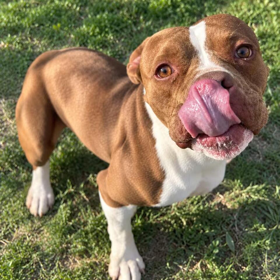 🐶 Low‑Fee Rescue Dogs Looking for Loving Homes in Yuba City - NewsBreak