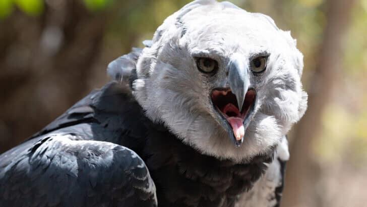 The Harpy Eagle The Most Powerful Bird of Prey - NewsBreak