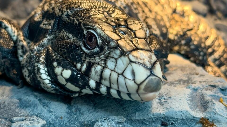 Invasive dog-sized lizard spotted in Florida, alarming scientists ...