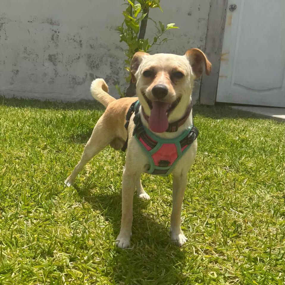 🐶 Playful & Loving Dogs Ready for Adoption in Puyallup - NewsBreak