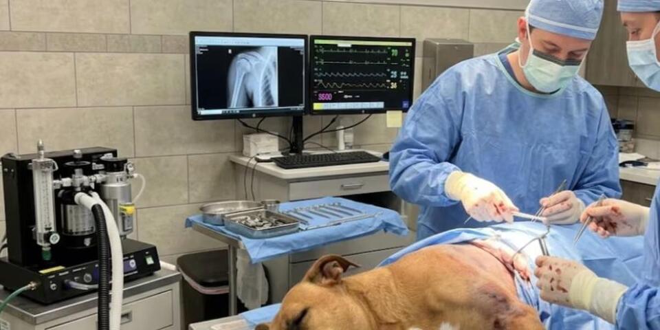 ‘Big red flag:’ Tucker couple describes alleged lost dog surgery scam ...
