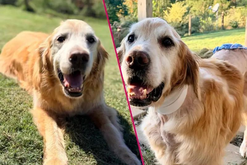 Senior golden retriever survives vicious coyote attack after 800-acre ...