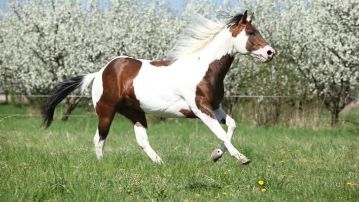 15 Steps to Protect Your Horse During Storm Season - NewsBreak