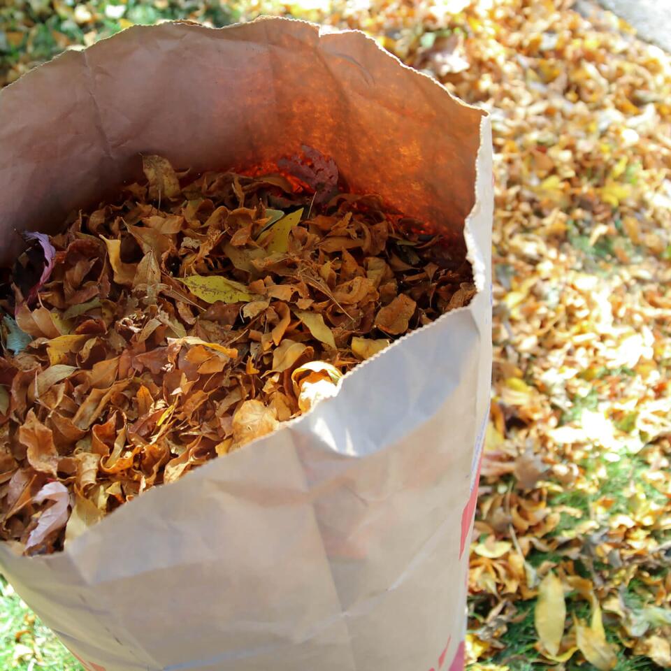 ⚠️ Amherst Fall 2026 curbside leaf pickup dates announced - NewsBreak